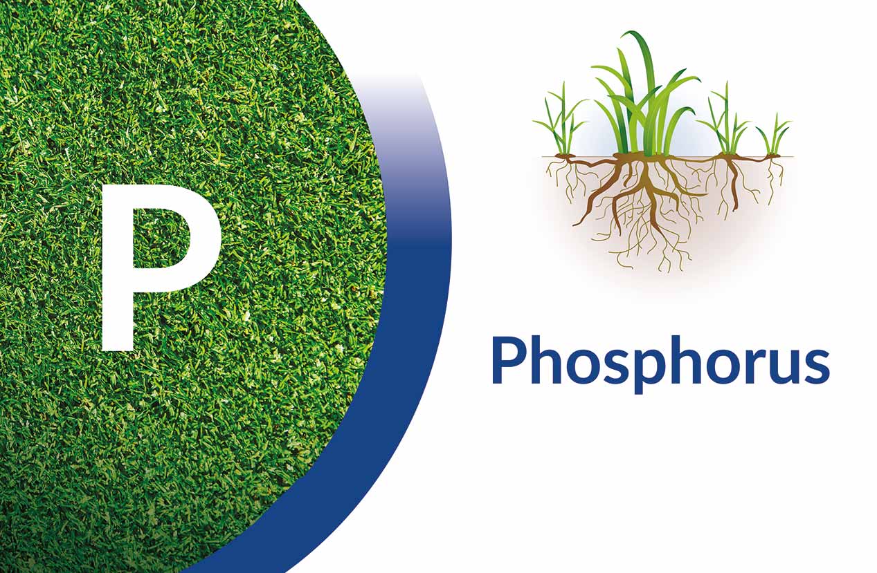 Phophorus Overview